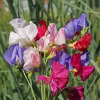 SWEET PEA MAMMOTH MIXED (COLOURFUL MIX)