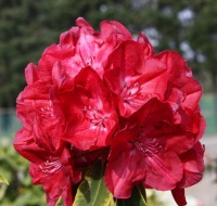 RHODODENDRON OLIN O DOBBS