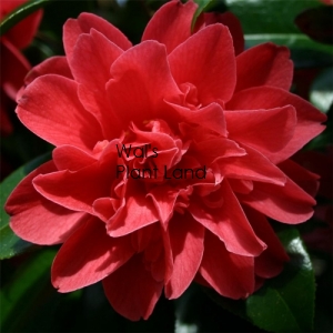 CAMELLIA MARK ALAN