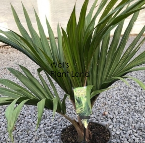 RHOPALOSTYLIS CHATHAMICA (NIKAU CHATHAM IS.)