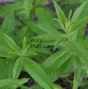 LEMON VERBENA