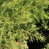 CRYPTOMERIA JAP ELEGANS AUREA