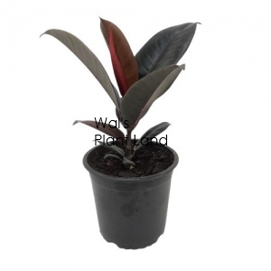 FICUS BLACK KNIGHT