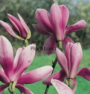 MAGNOLIA 'ROYAL PURPLE'