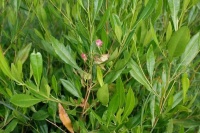 DODONAEA VISCOSA (GREEN AKE AKE)