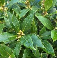 LAURUS NOBILIS