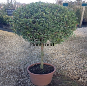 MYRTUS LUMA -STD - FIELD GROWN