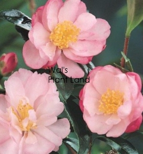 CAMELLIA BABY JANE