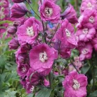 DELPHINIUM PINK PUNCH