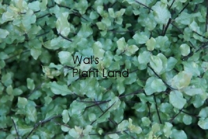 PITTOSPORUM WRINKLE BLUE