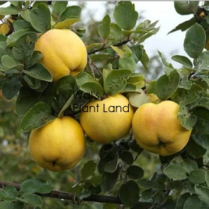 QUINCE SMYRNA