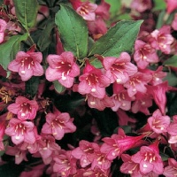 WEIGELIA FLORIDA PINK