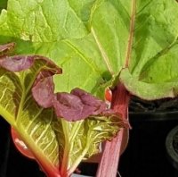 RHUBARB CLARET COBBLER