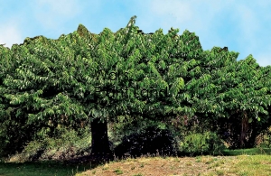 ULMUS GLABRA HORIZONTALIS