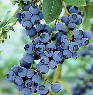 BLUEBERRY POWDER BLUE [BLUPOWBLU3L] - $26.99 : Wals Plant Land!, For all  your shrubs and trees at prices that please