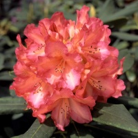 RHODODENDRON WHITNEY