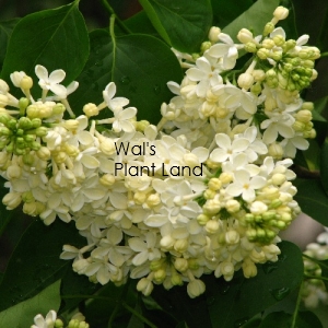 SYRINGA PRIMROSE