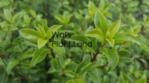 PITTOSPORUM WAI-ITI