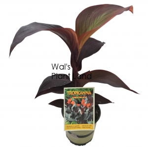 CANNA TROPICANNA BLACK