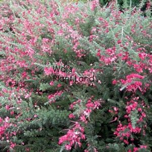 GREVILLEA DRUMMER BOY