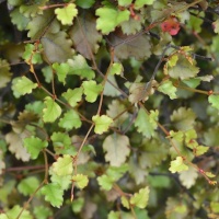 NOTHOFAGUS FUSCA SYN 'FUSCOSPORA'