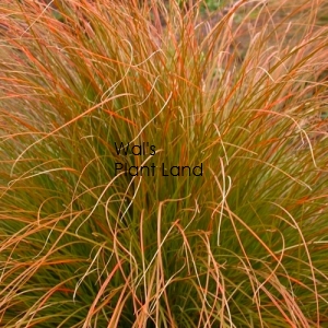 CAREX TESTACEA GOLD/ORANGE