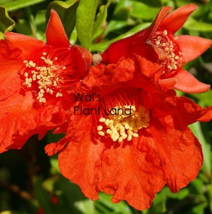 PUNICA GRANATUM 'FLORE PLENO' (POMEGRANATE)