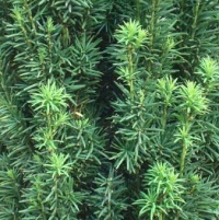 TAXUS BACCATA