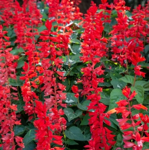 SALVIA RED (DWARF)