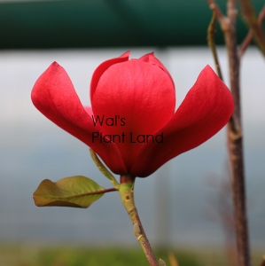 MAGNOLIA 'STRAWBERRY FIELDS'