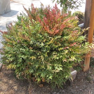 NANDINA HARBOUR DWARF