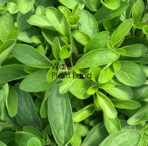 MARJORAM COMPACTUM