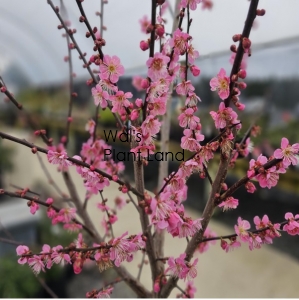 PRUNUS MUME THE GEISHA