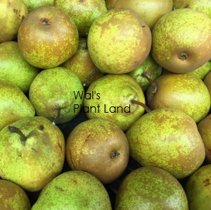 PEAR WINTER NELIS - DWARF