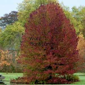 LIQUIDAMBAR STYRACIFULA LANE ROBERTS