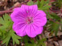 GERANIUM TINY MONSTER