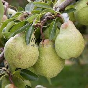 PEAR PACKHAMS TRIUMPH - DWARF