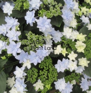 HYDRANGEA FIREWORKS