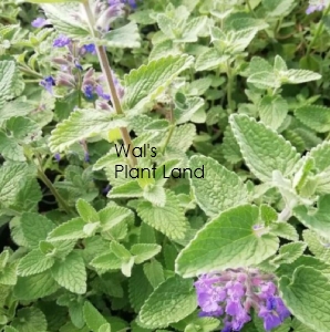 CATMINT HOME GARDEN