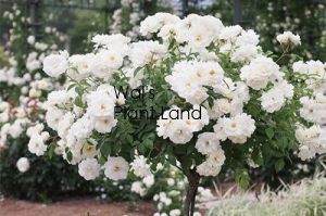 ROSE STD ICEBERG F