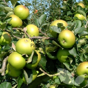 APPLE BRAMLEY SEEDLING (MM102)