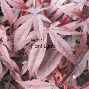 ACER pal RED EMPEROR 60/80cm