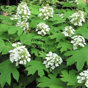 HYDRANGEA QUERCIFOLIA PEE WEE