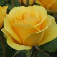 ROSE BUSH GOLDEN GIFT HT