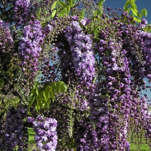 WISTERIA BLACK DRAGON