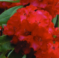 RHODODENDRON OLIN O DOBBS