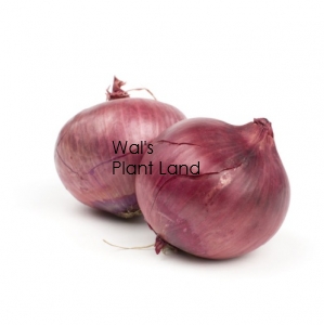 ONION SWEET RED