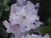 RHODODENDRON OLIN O DOBBS