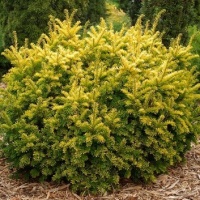 TAXUS BACCATA SEMPERAUREA