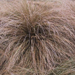 CAREX COMANS RED